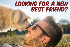 Searching for a New Best Friend . . . Look Online